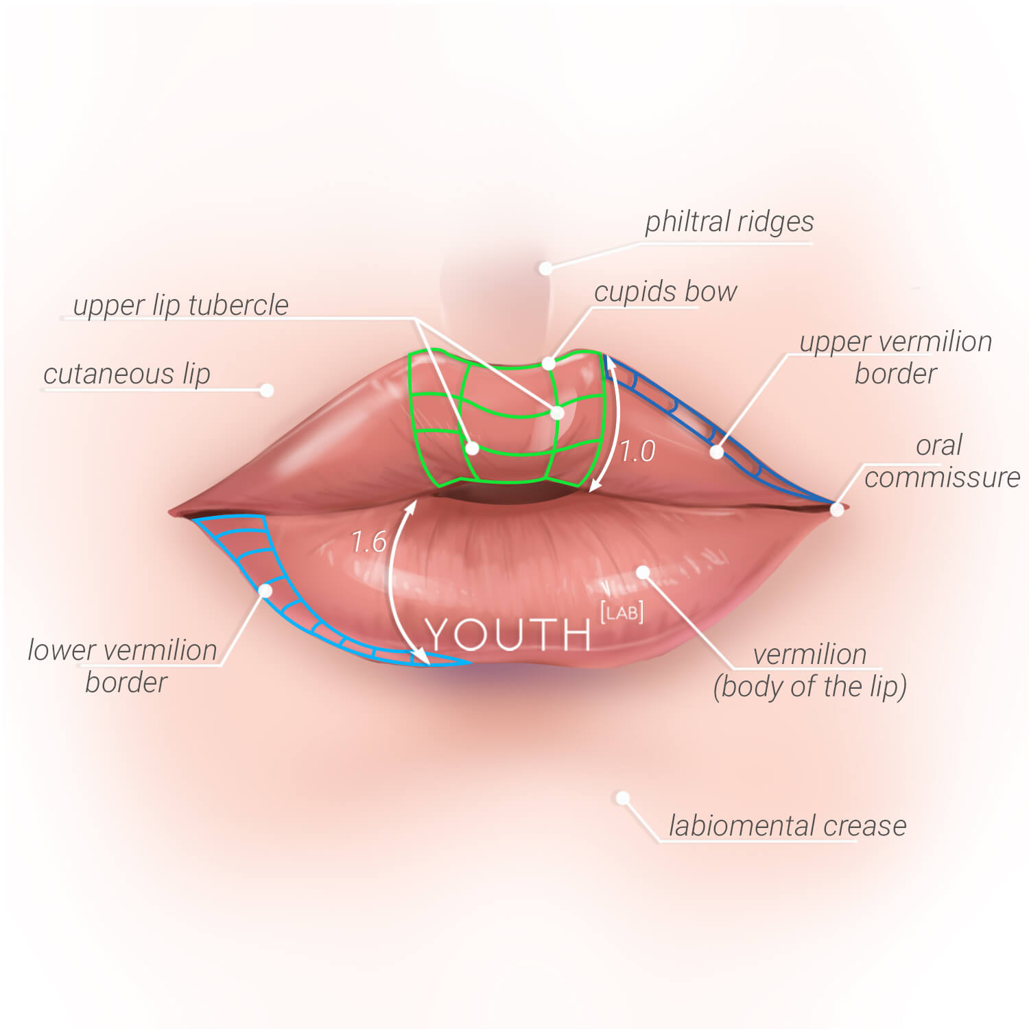 Anatomy Of Upper Lip